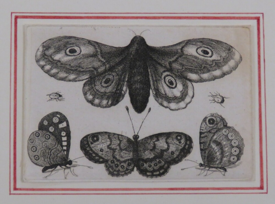 A moth, three butterflies, and two beetles