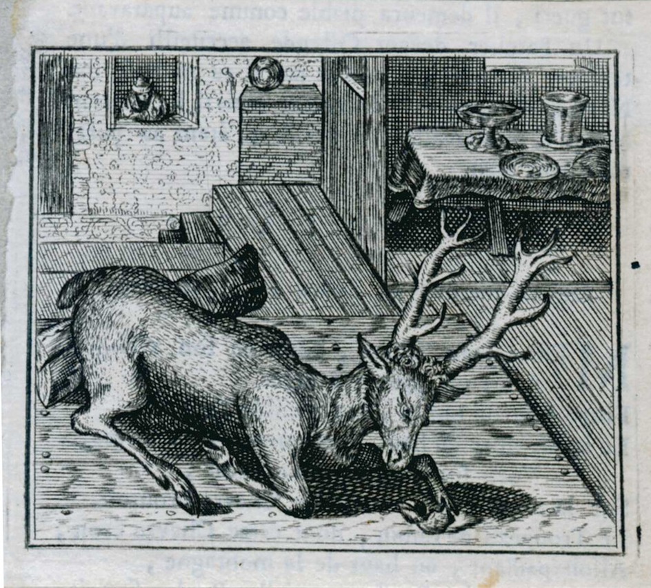 The drunken stag