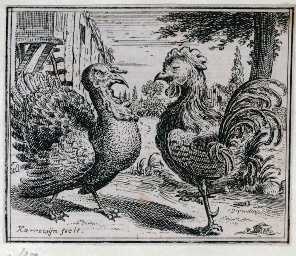 The flemish and the turkish cock