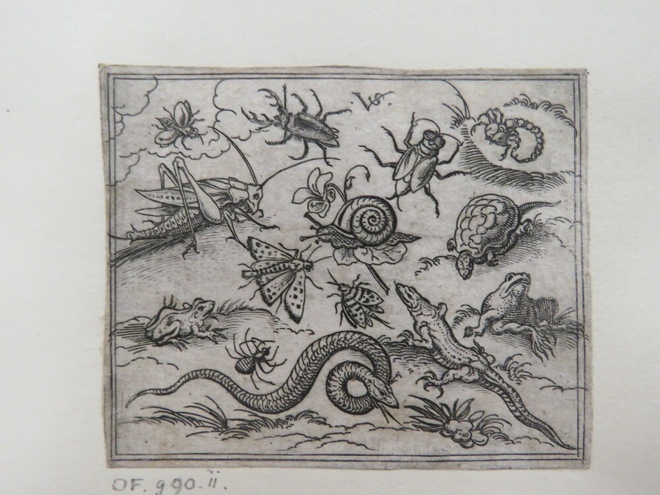 Group of insects and reptiles on plain ground with rocks, including an iguana, lizard, snake, turtle, scorpion, snail, spider, beetle, and cricket, from Douce Ornament Prints Album I