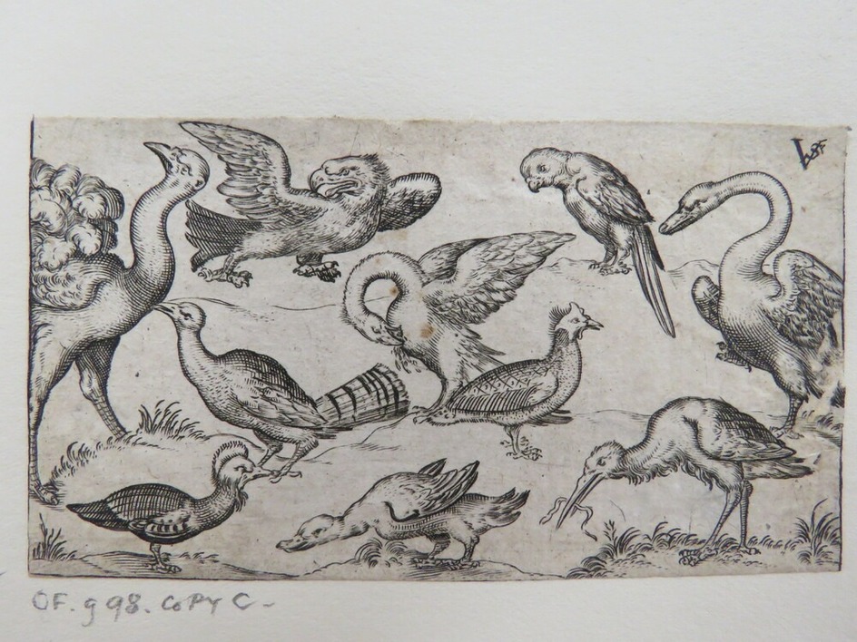 Pelican in centre pecking its breast surrounded by nine other birds, including a duck, a swan, an eagle, and an ostrich, placed on a minimal ground, copy in reverse, from Douce Ornament Prints Album I