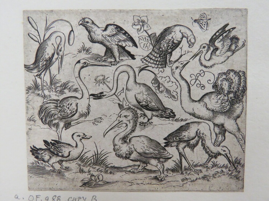 Ostrich on right with nine other birds, including a heron and a pelican, depicted on a minimal ground with patches of foliage, copy in reverse, from Douce Ornament Prints Album I