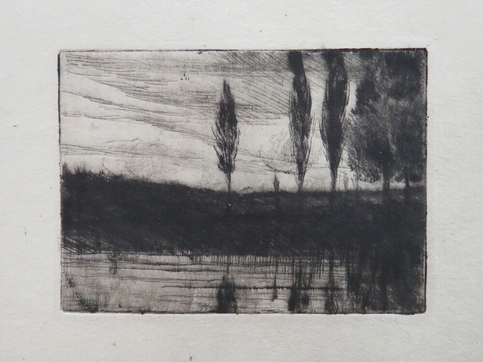 Poplars by water in evening light