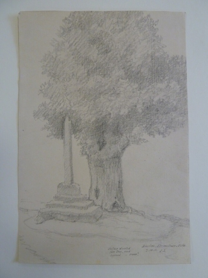 Hollow stunted Elm Tree