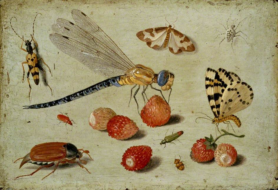 A Dragon-fly, two Moths, a Spider and some Beetles, with wild Strawberries