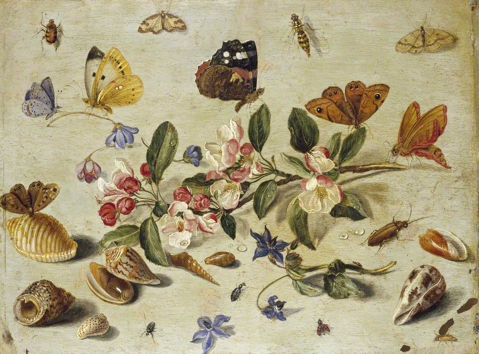 Flowers and Insects