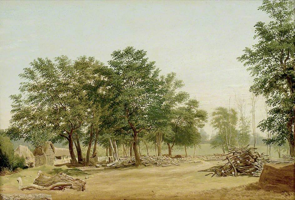 View in Bagley Wood, near Oxford