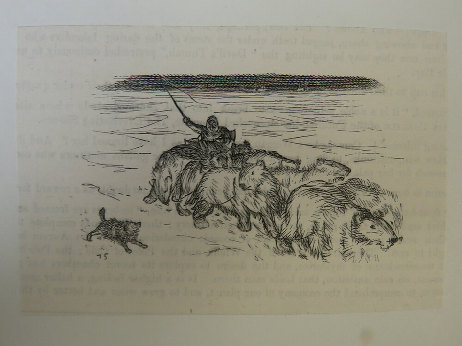 Mr Punch riding a sled pulled by polar bears
