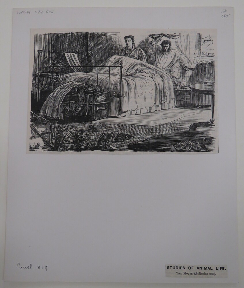 Studies of Animal Life, The Mouse (Ridiculus mus)