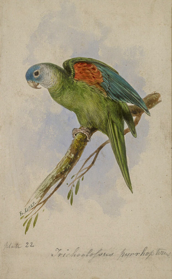 Orange-winged Lorikeet (Trichoglossus Pyrrhopterus)