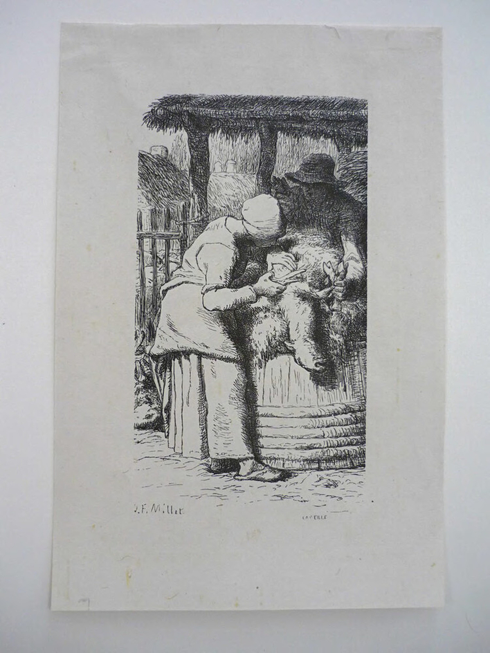 Sheep Clipping (Sheepshearing)