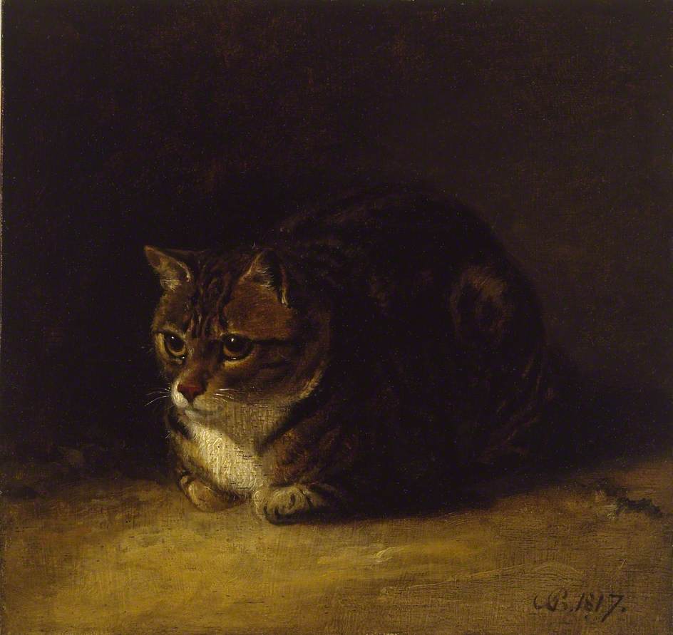 Study of a Cat