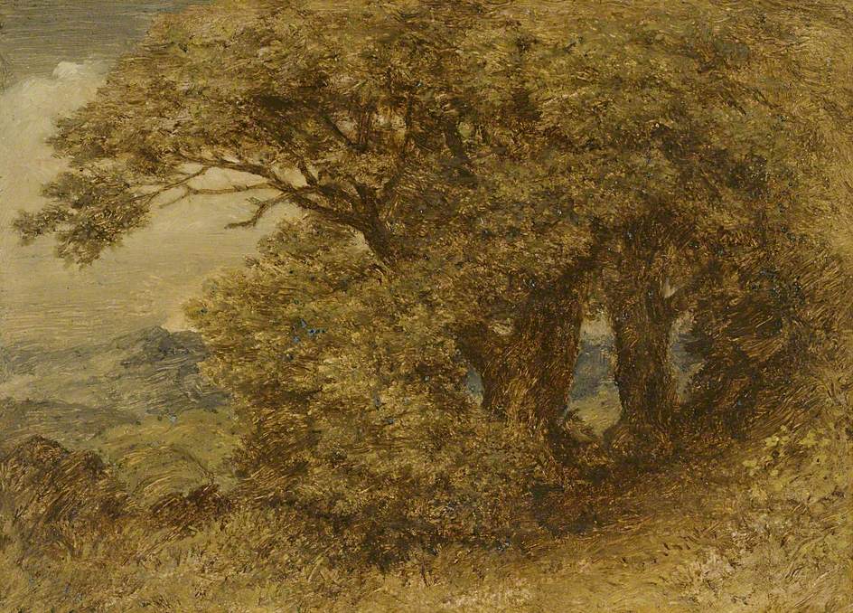 Oak Trees in Summer