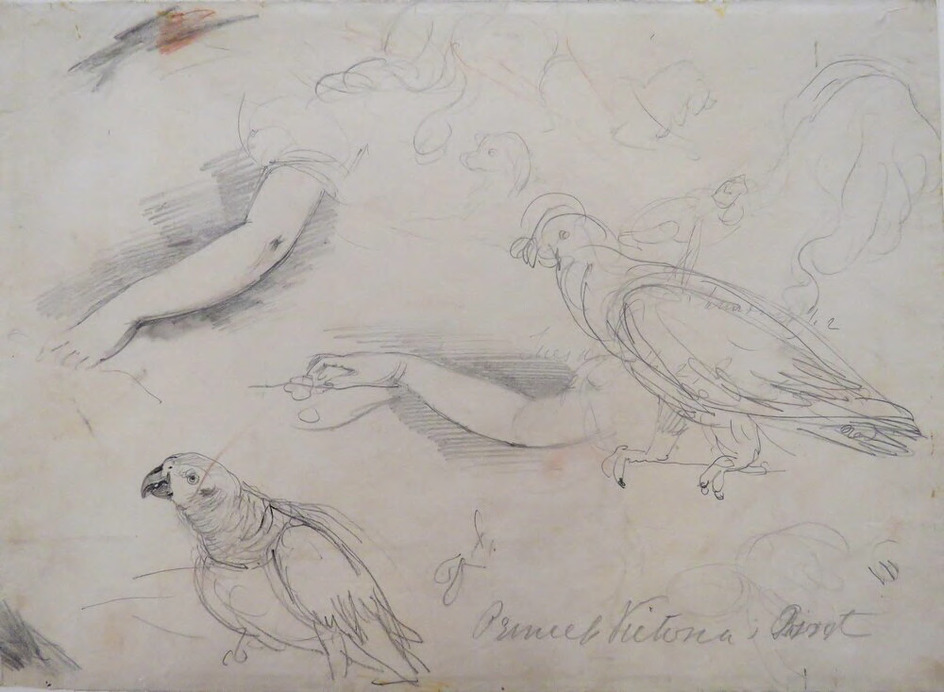 Sheet of studies of a parrot, arms, and a dog