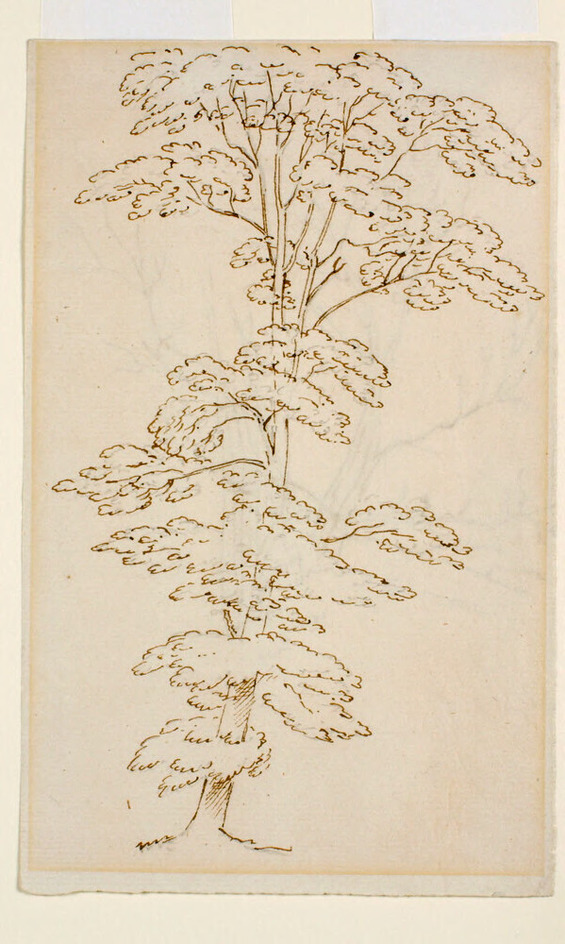 Tree Study Drawing Recto: Tree Study Verso: Tree Study | Art UK