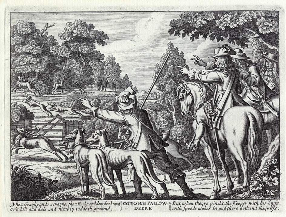 Coursing Fallow Deere