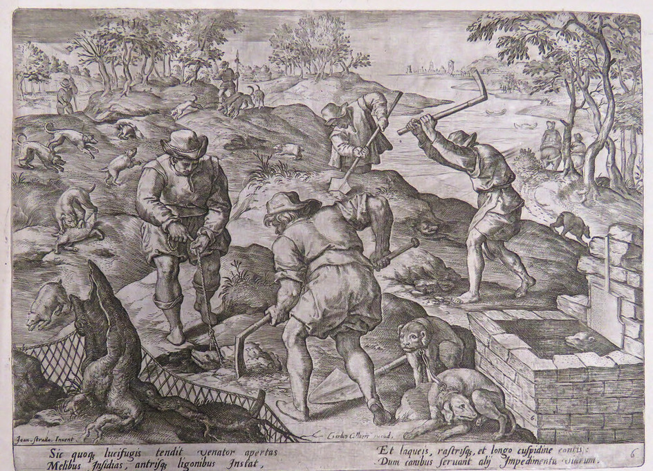 Hunting badgers