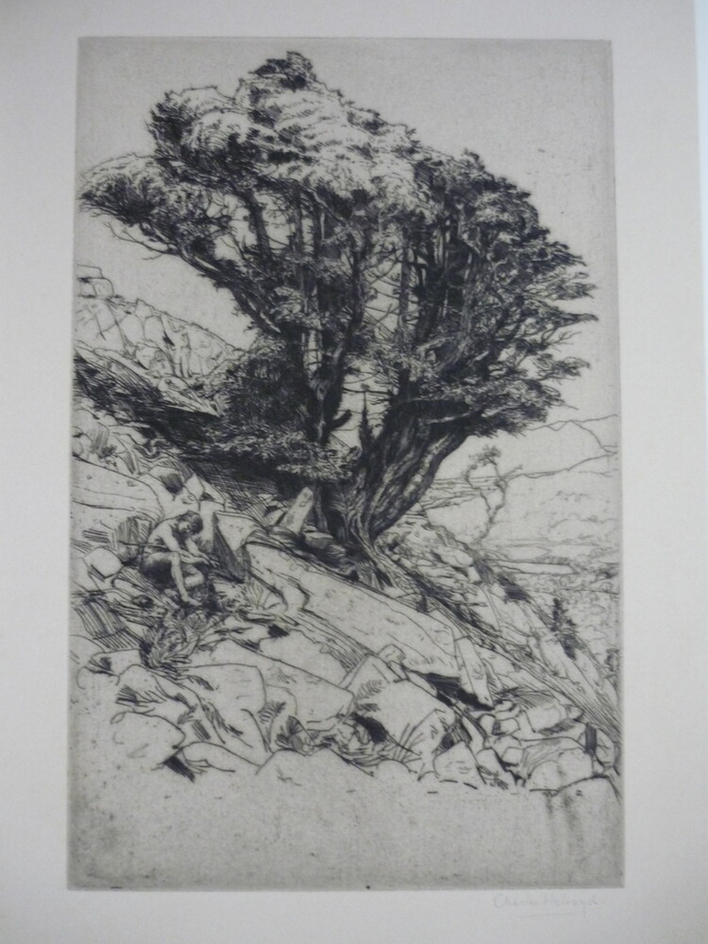 A Yew Tree on Glaramara