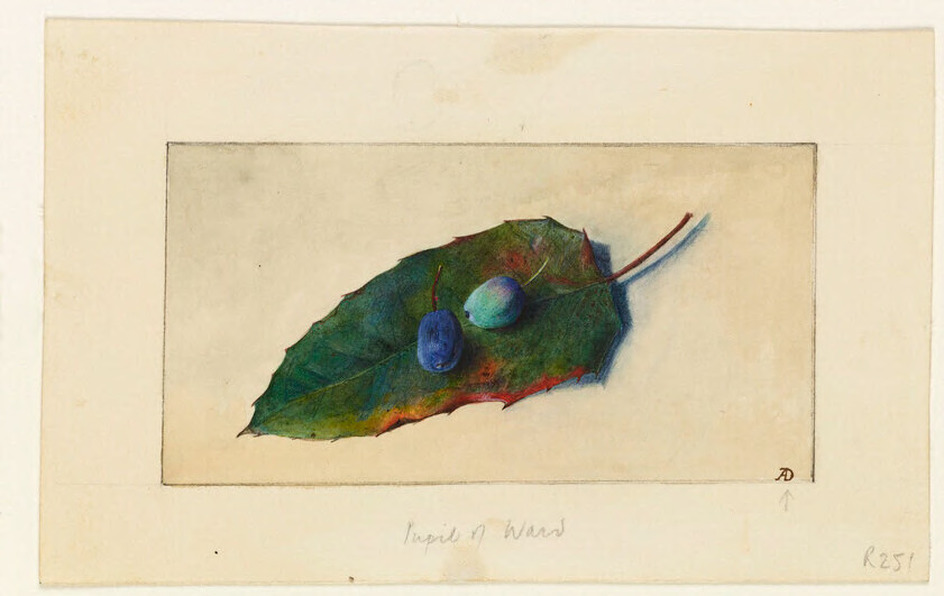 A Leaf and two Berries of Berberis Mahonia