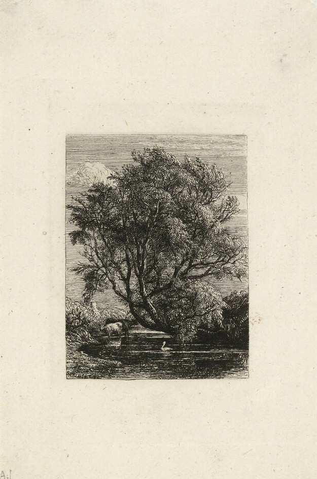 The Willow