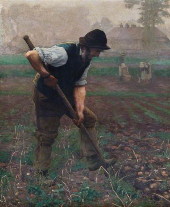 A Man Digging Potatoes