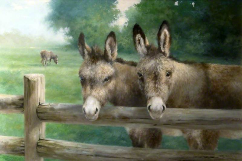 Donkeys