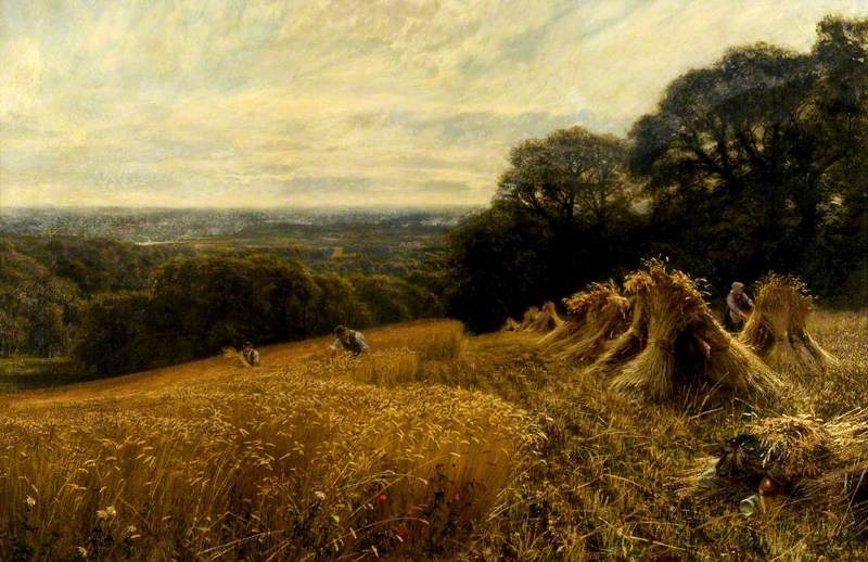 A Harvest Field