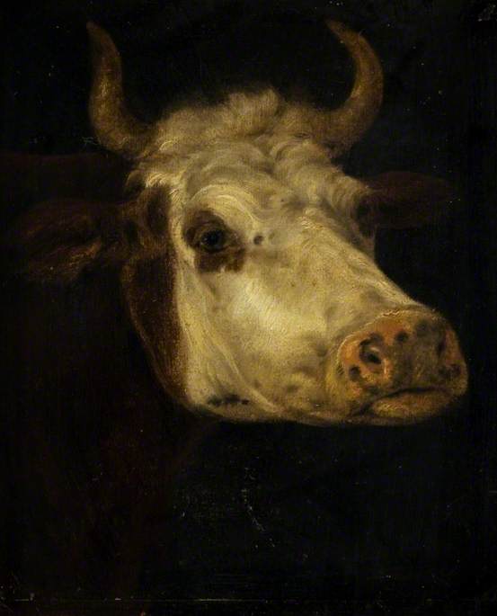 The Head of a Cow