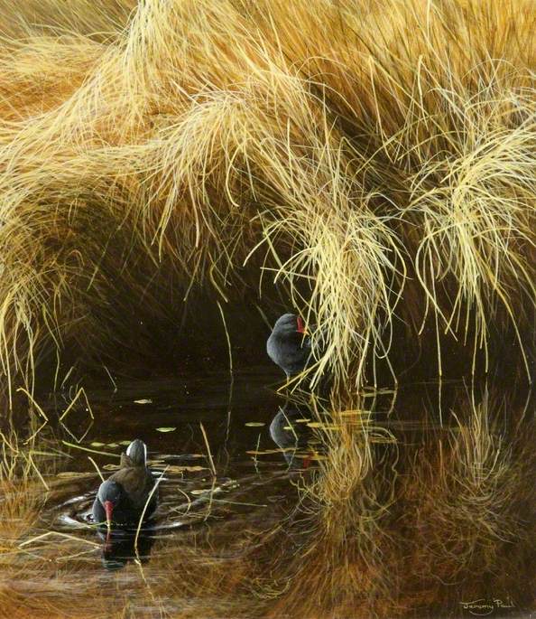 Moorhens