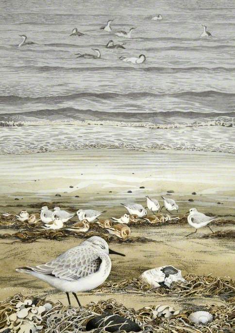 Sanderling and Snow Bunting with Red-Throated Divers