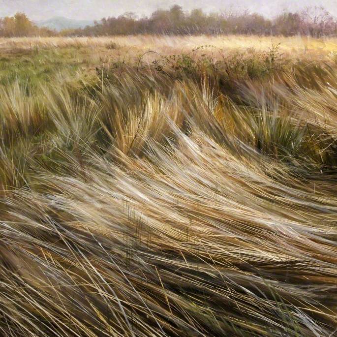 Sea of Grasses