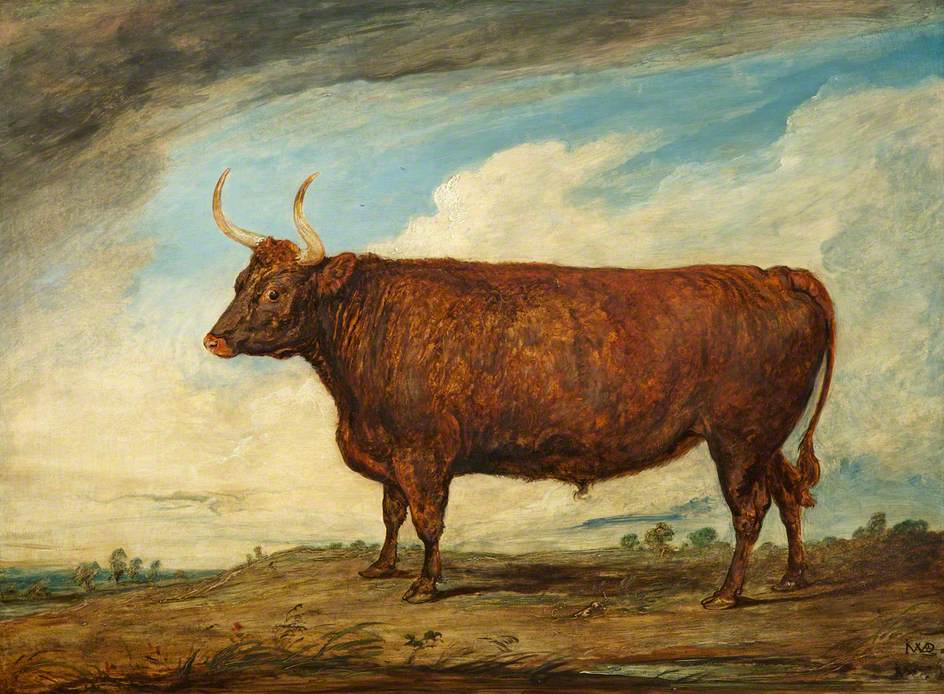 The Devonshire Ox