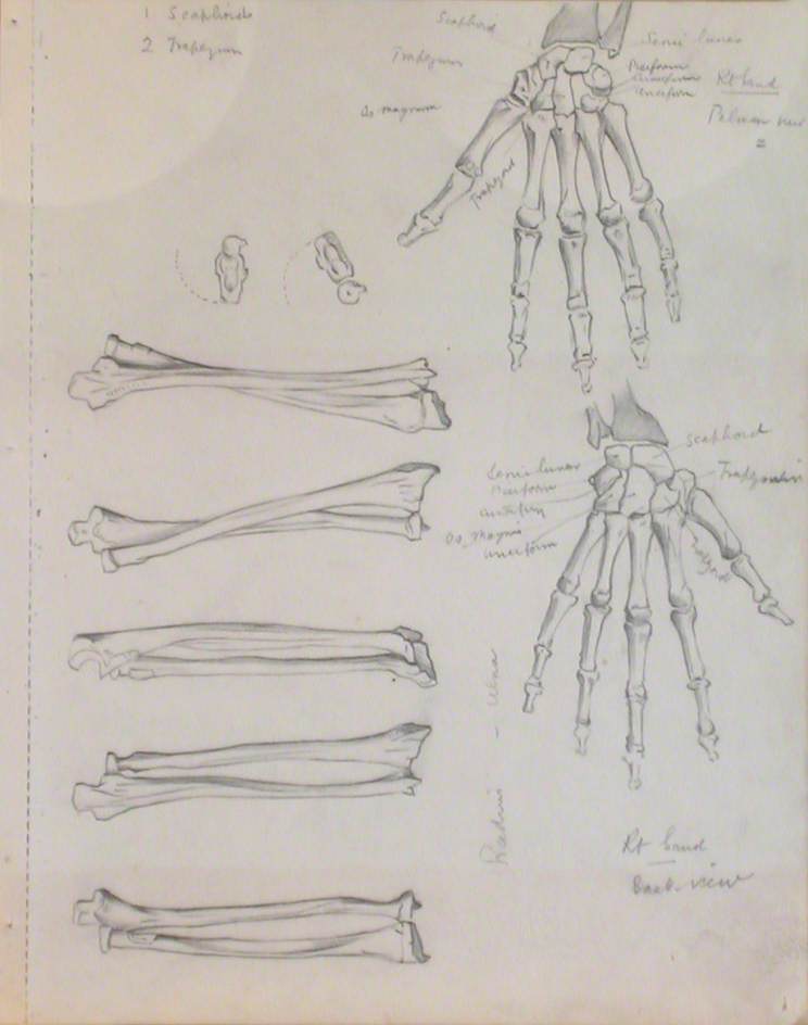 Radius and Ulna, and Skeletal Structures of Right Hand, Back View