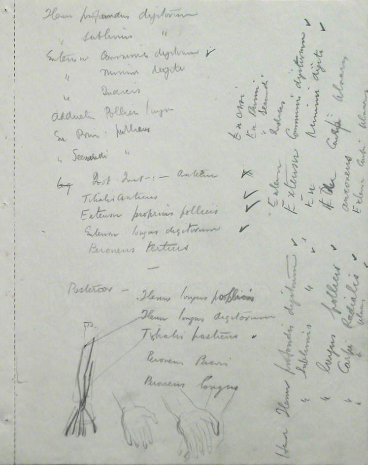 Lists of Muscles, and Sketches of Hands