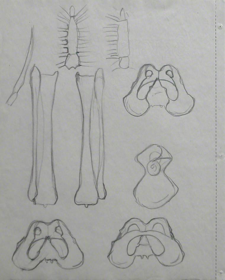 Pelvic Girdle, Long Bones of Leg and Sternum