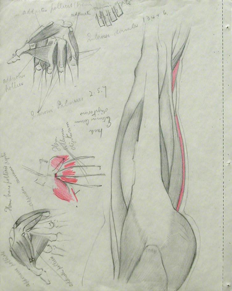 Musculature of Thigh and Buttock (in Profile Facing Right), and Hands