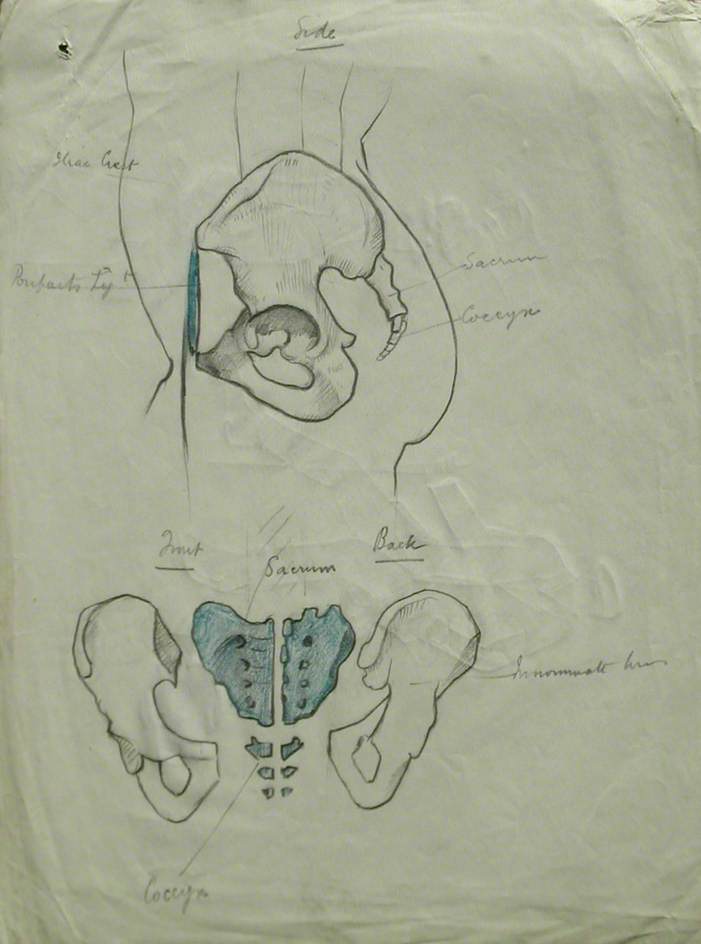 Side, Front and Back View of Pelvis & Figure Studies
