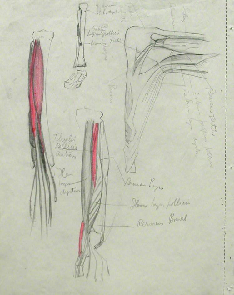 Musculature of Legs and Ankle