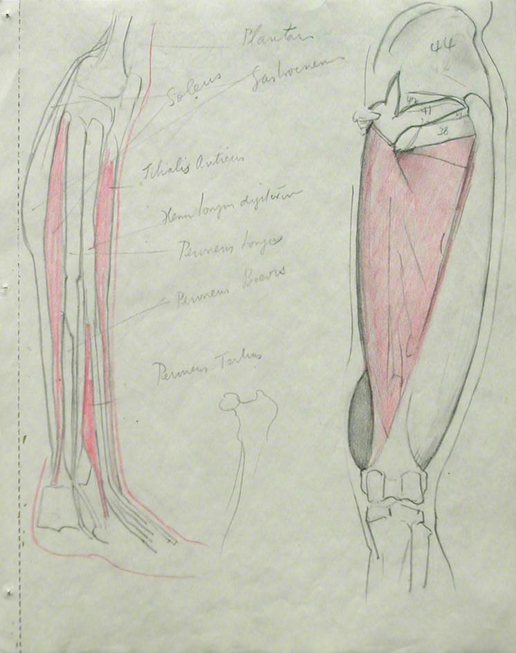 Musculature of Lower Leg and Upper Leg