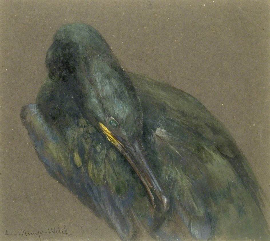 Cormorant Preening
