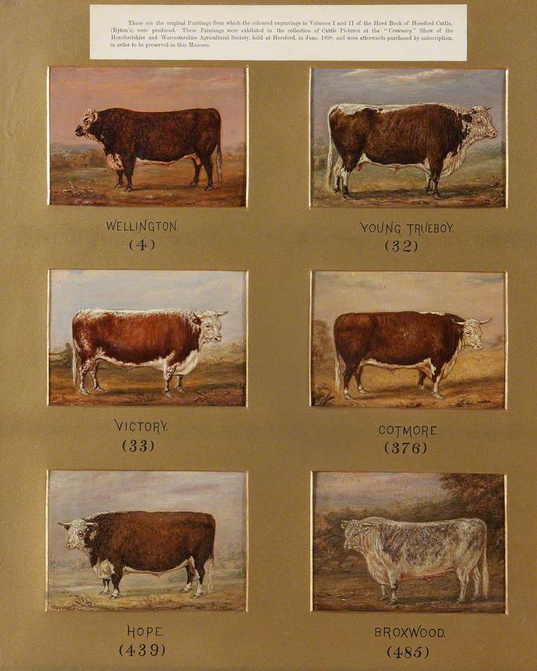 Six Studies for Volume I and II of Eyton's Herd Book of Hereford Cattle