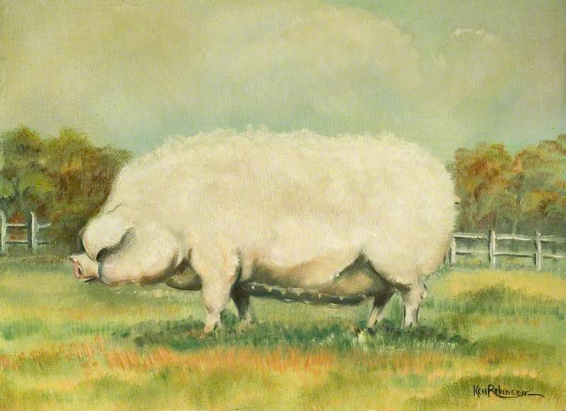 Curly-Coated Pig