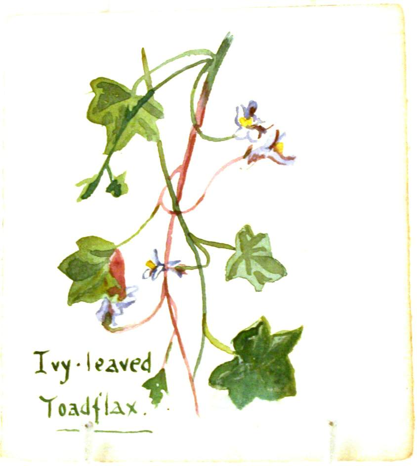 Ivy-Leaved Toadflax