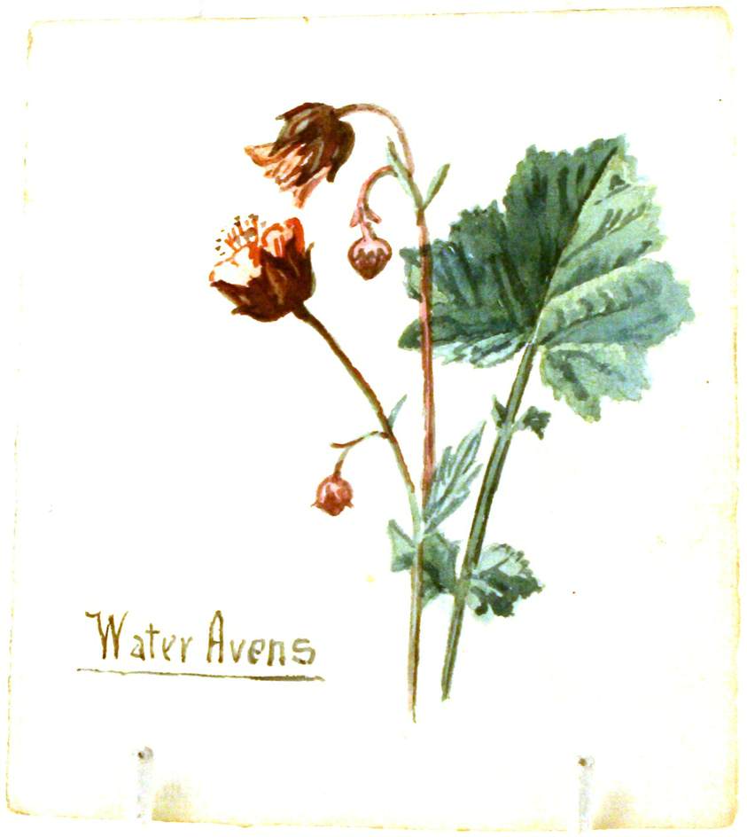 Water Avens