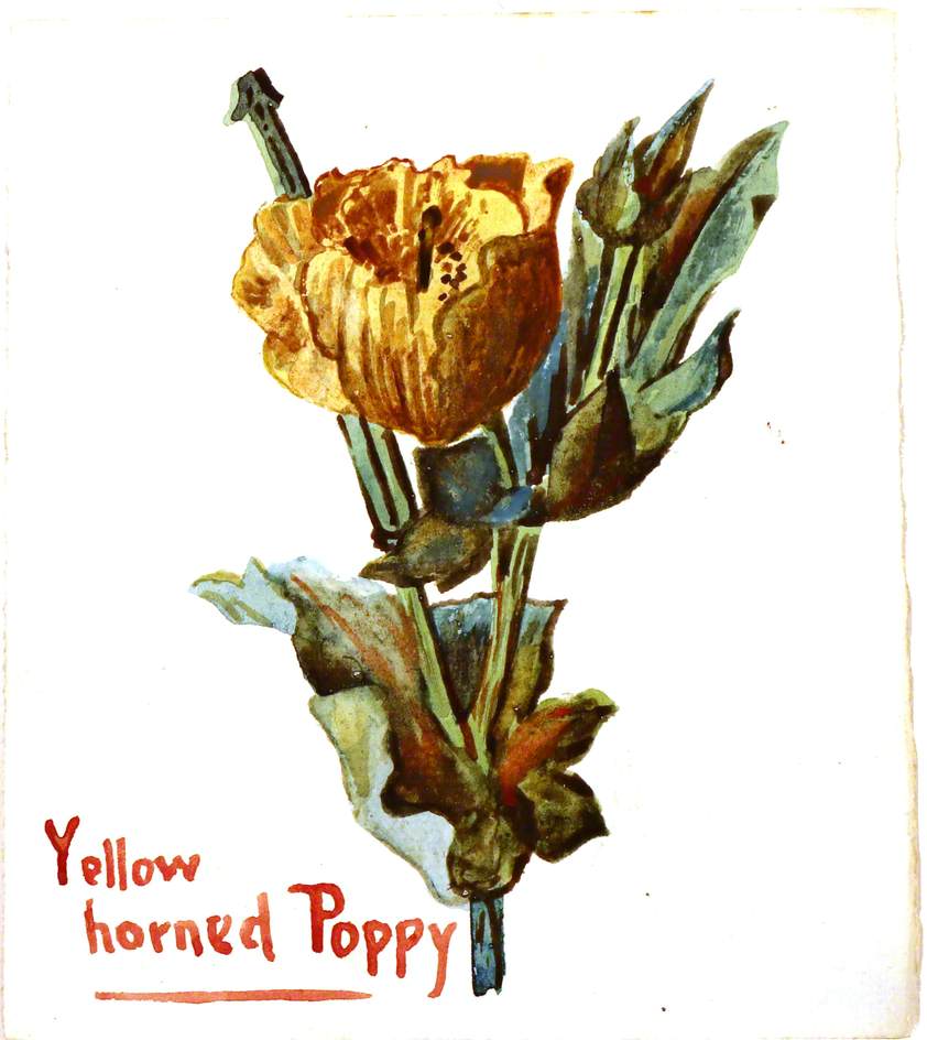 Yellow Horned Poppy