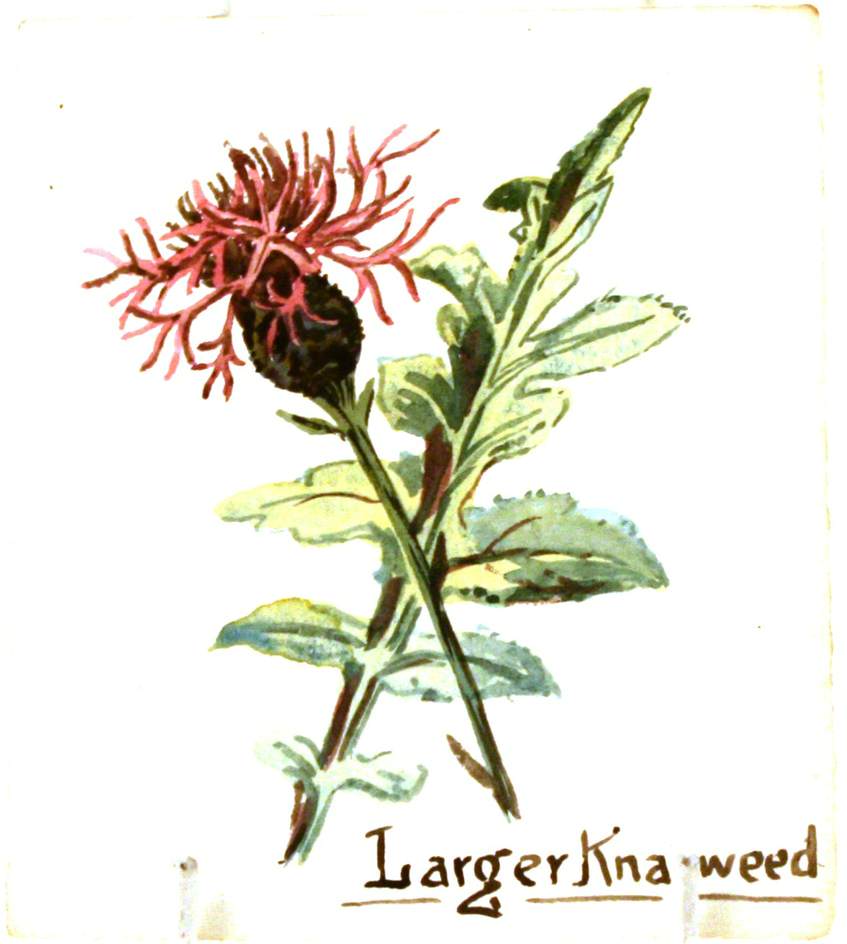 Larger Knapweed