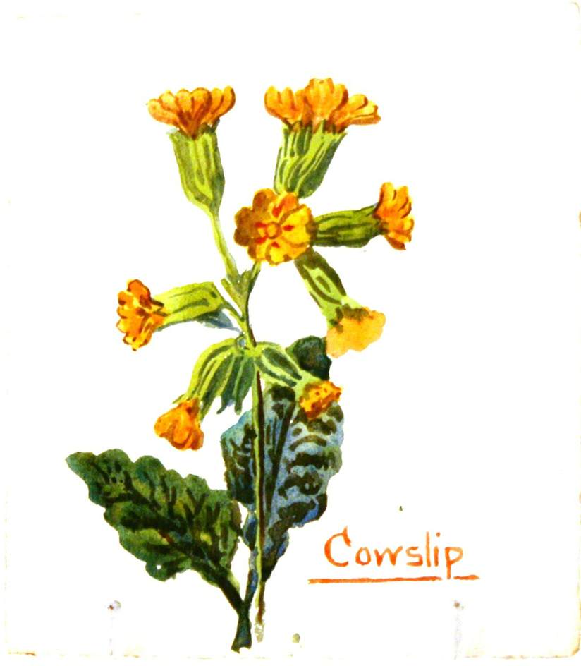 Cowslip