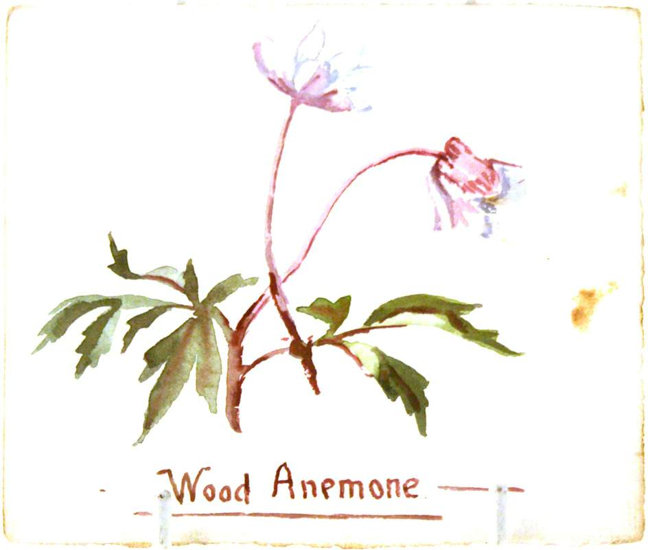 Wood Anemone