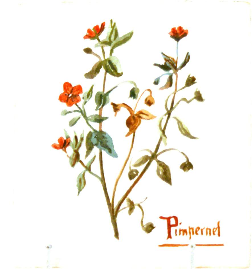 Pimpernel