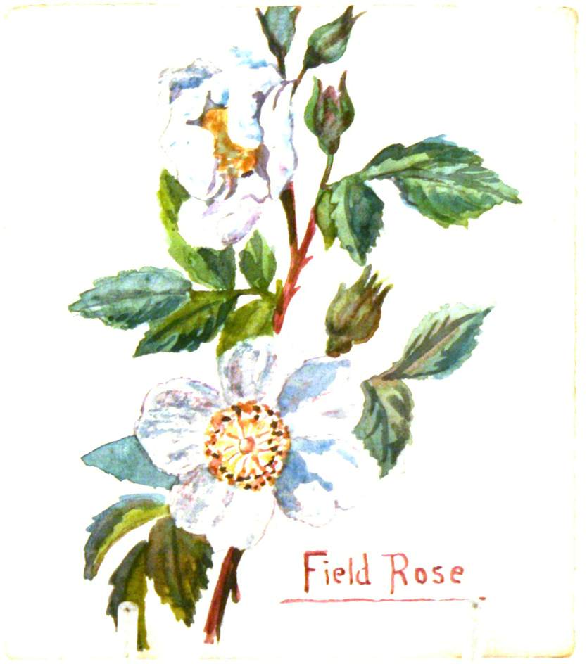 Field Rose